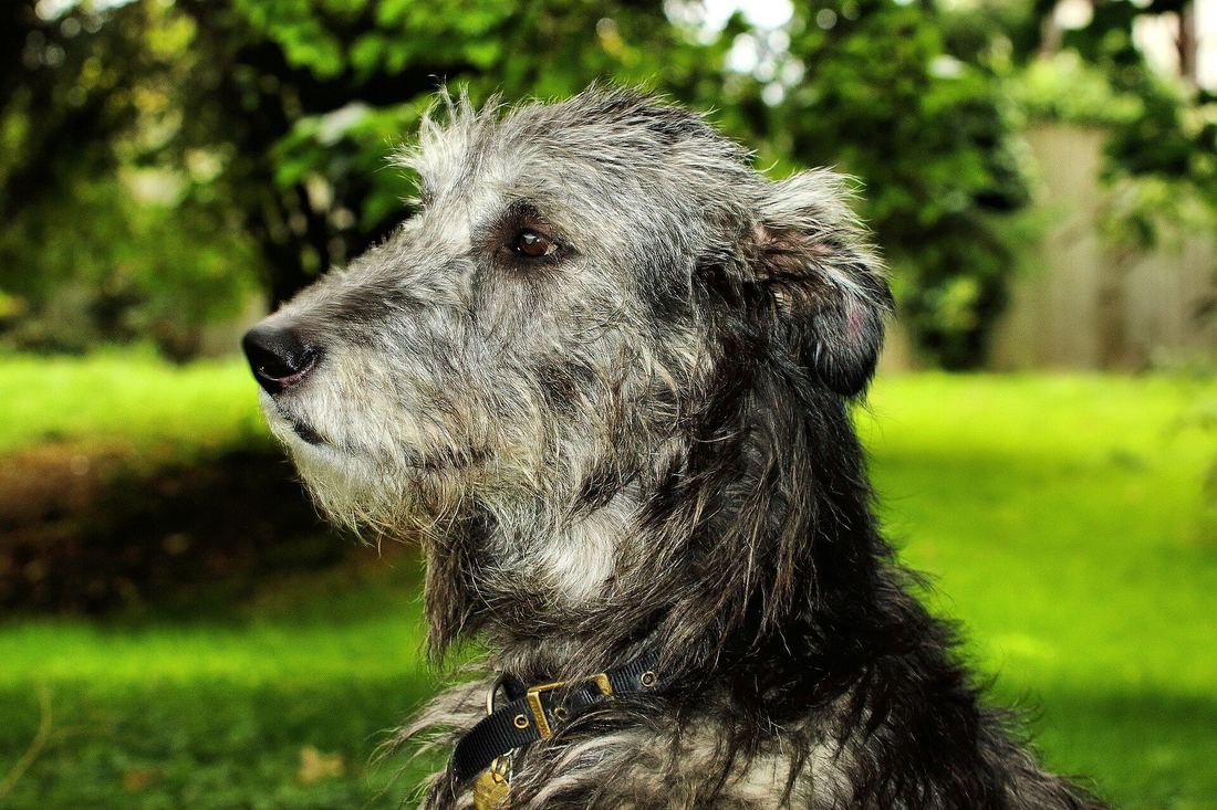 An Irish Wolfhound in profile